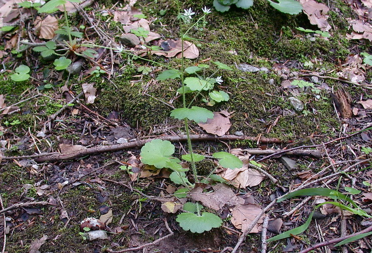 Saxifraga rotundifolia / Saxifraga a foglie rotonde